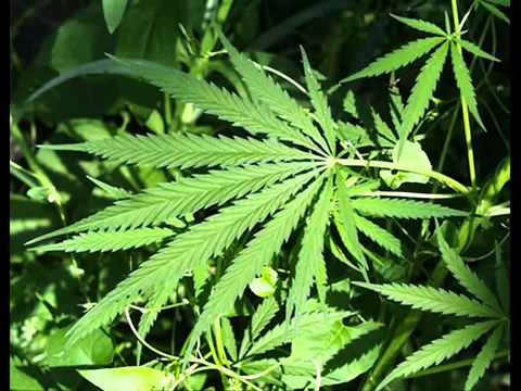 MC DALESTE E YOSHI - NUNCA VENDEU MACONHA ♪