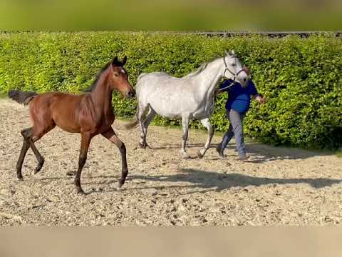 Hengstfohlen von Hickstead White x Levisonn x Grannus x Argentinus