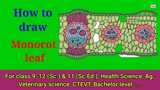 How to draw monocot leaf/easy tricks/biology/anatomy