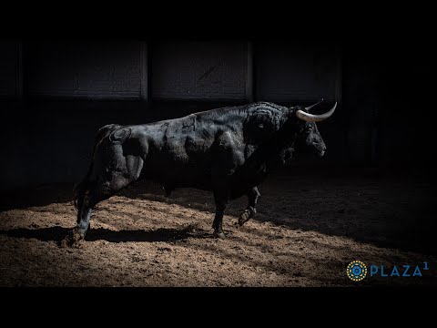 SORTEO | Toros de Capea y Montalvo, corrida mixta 26 mayo