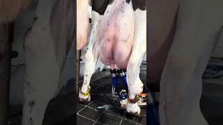 Tirando leite da vaca leiteira