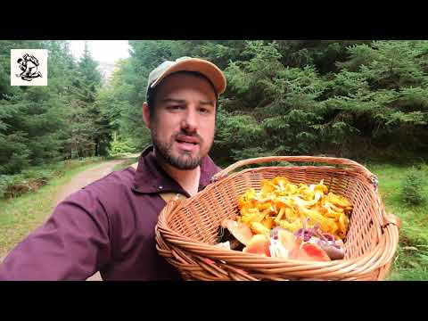 Learn how to forage!