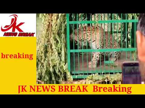 Live leapord caught by wildlife department officials in nesbal area of sumbal breaking