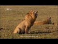 Lion Was Acting Like A Man Lion