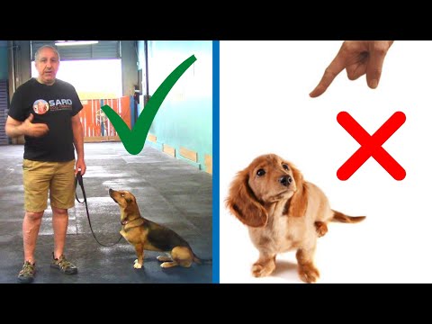 How To PUNISH A Dog | The Right and The GENTLE Way