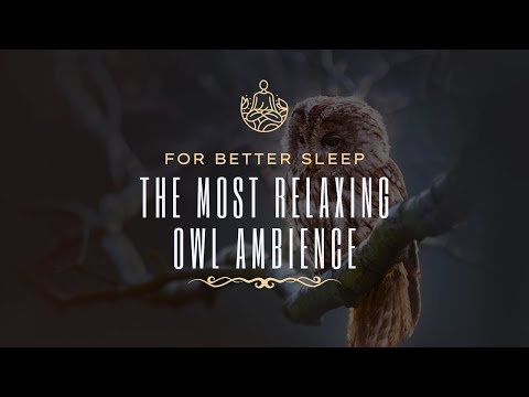 1 Hour Of Relaxing Owl Sounds For Sleep, Focus, Or Relaxation