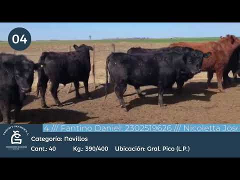 Lote Nll Consumo - Gral Pico La Pampa