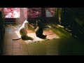 The Way Things Go Beabadoobee Slowed Reverb