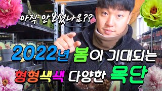 2022년 봄을 화려하게 장식할 접목 겹 목단 ! 포트재배의 기본기를 알려드립니다!! [ 대림묘목농원_모란꽃…