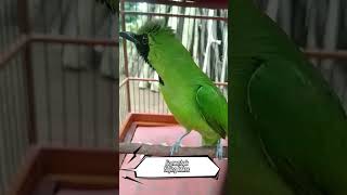 Download lagu Masteran cucak ijo nembak bajing kekes #kicaumania #BurungGacor #MasteranBurung mp3