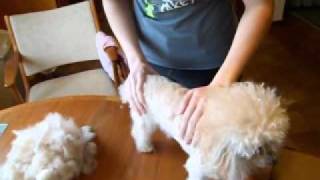 Adventures in Poodle Grooming