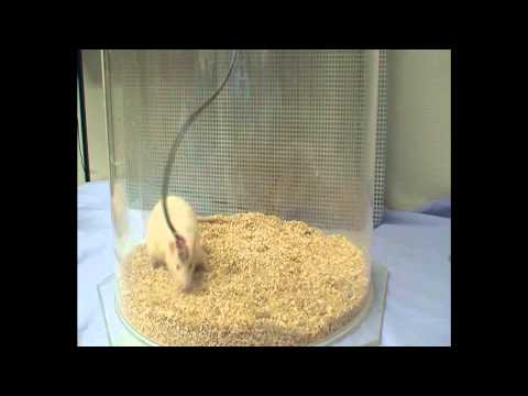 3  Behavioral pattern of a  Wistar rat under hippocampal DBS