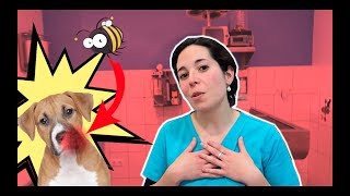 Como ACTUAR si le pica una ABEJA a mi MASCOTA 🐝  Primeros AUXILIOS VETERINARIOS