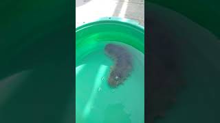 謎の生物が釣れた！