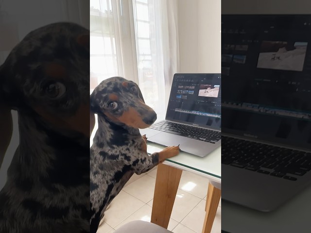 Vídeo relacionado con Zapatillas de estar por casa Perro salchicha, 40-43 (L), marrón, cálidas, de pelo, para niños y personas adultas, con diseño de animal y suela antideslizante, 62361