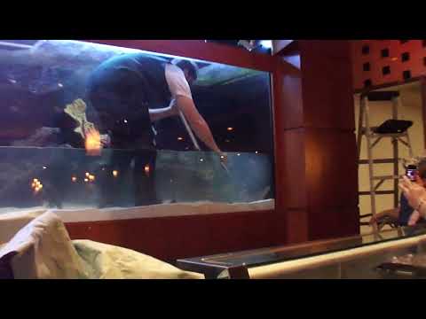 Aquarium Maintenance Services