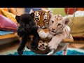 How Long Will The Toy Last Tiger Cub And Black Jaguar Cub And Snow Tiger Cub