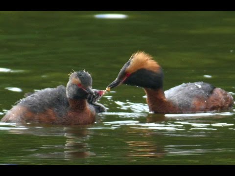 Potápka ušatá (Podiceps auritus) – svadobný šat v Škótsku
