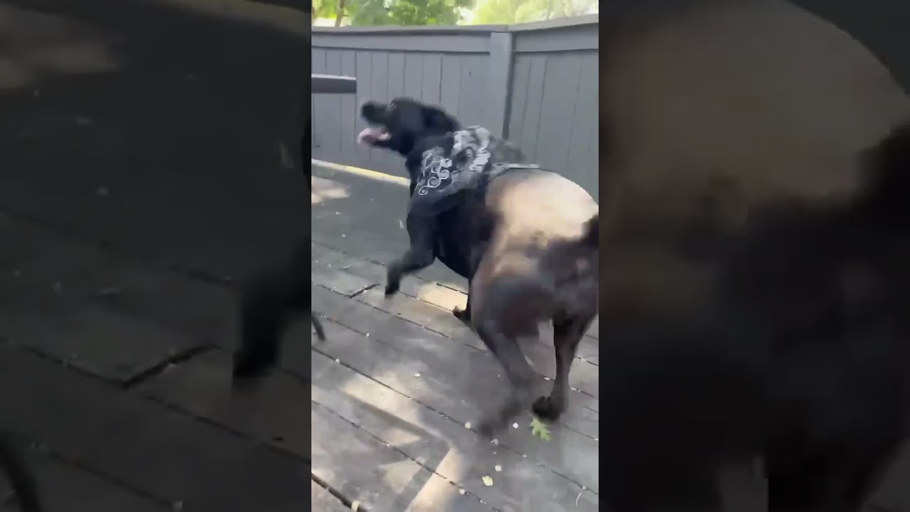 Diamond, a Adoptable mixed breed in Shawnee, KS video 6/6