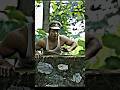 ROUND TO HELL SIGMA Viral Video Shorts Roundtohell Adimanav R2hfunnyscene Funny