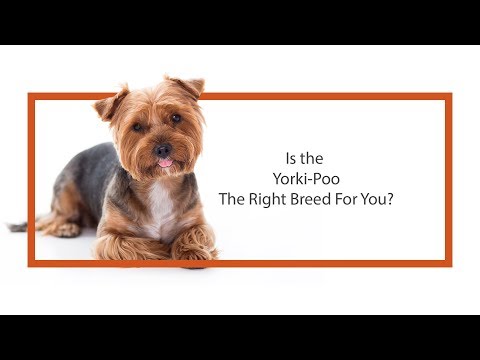 Everything Puppies - Yorkie Poo Breed Information (2019)