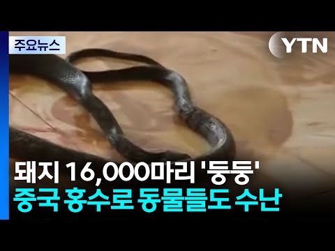 돼지 16,000마리 '둥둥'...중국 홍수로 동물들도 수난 / YTN