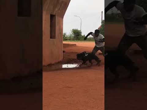 puissance de morsure du rottweiler