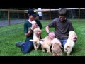 Golden Xpress Golden Pups