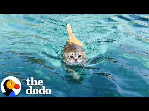 Sailboat Cat Loves To Dive Into The Water | The Dodo