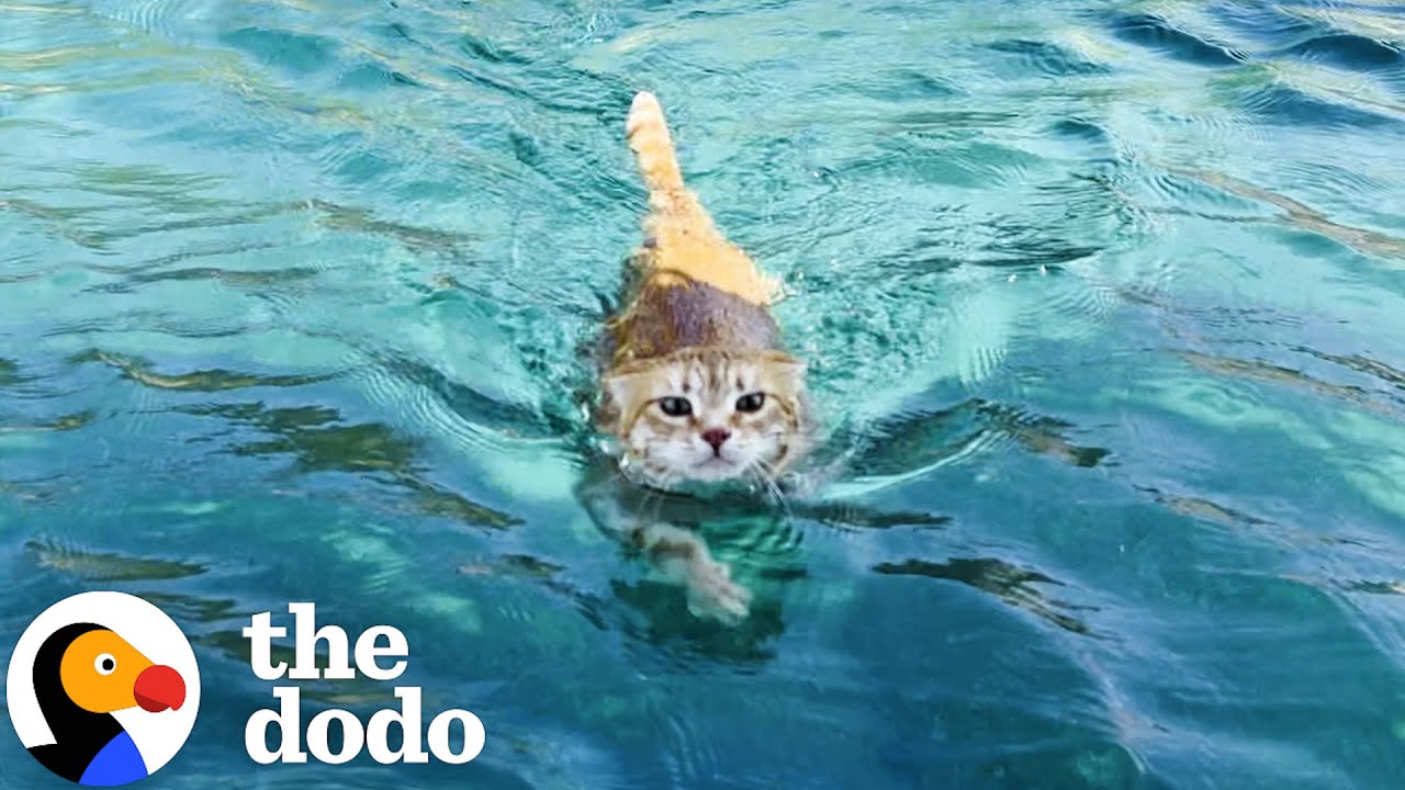 Sailboat Cat Loves To Dive Into The Water | The Dodo