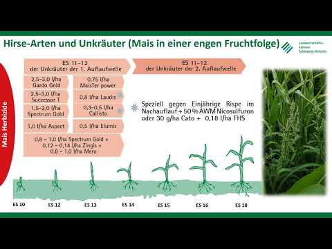 Unkräuter und Ungräser im Mais, Frühjahr 2021, LKSH