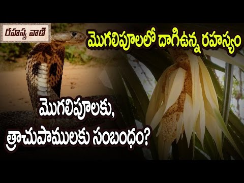 download lagu mp3 mp4 Mogali Flower, download lagu Mogali Flower gratis, unduh video klip Mogali Flower