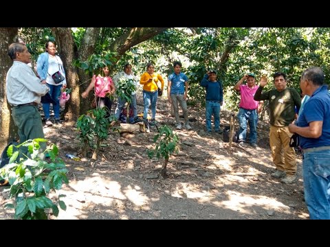 Gerencia Regional de Agricultura impulsa la competitividad de la Apicultura en Cusco, video de YouTube