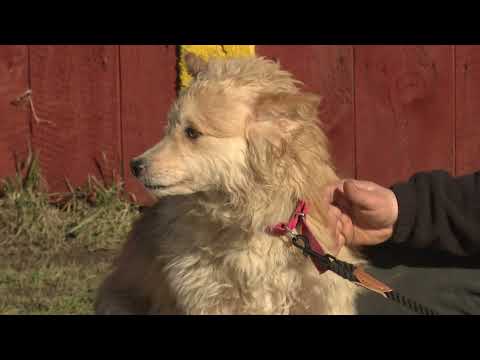 Bezdomniaki - KARMEL s2 odcinek 3- Tv Tetka Tczew HD