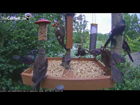 Pileated Woodpecker Fends Off Grackles At Cornell Feeders – August 11, 2017
