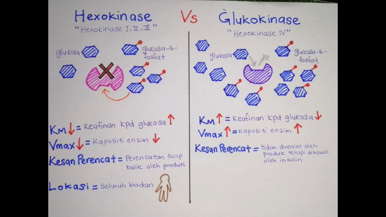 Apa itu isoenzim dan contohnya: Heksokinase vs Glukokinase