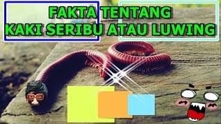 Masukfuzziblog Mitos Kaki Seribu Masuk Rumah