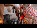 Cow Milking By Hand Village Life In Gujrat MR7 Digital