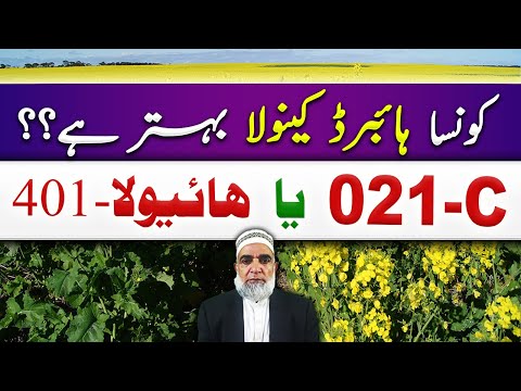 Hyola 401 Vs 021C hybrid Canola comparison || Crop Reformer