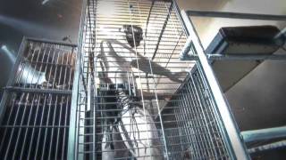 Die Apokalyptischen Reiter We Will Never Die Live Wacken