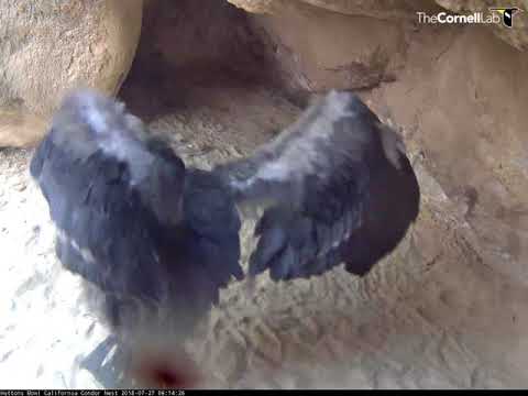 Hutton's Bowl Condor Chick Spins For The Camera – July 27, 2018
