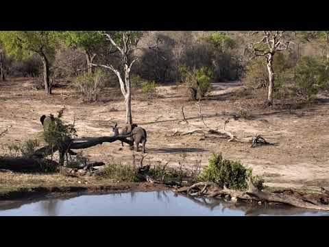 Djuma: Elephants and other animals feeding - 16:57 - 11/17/18