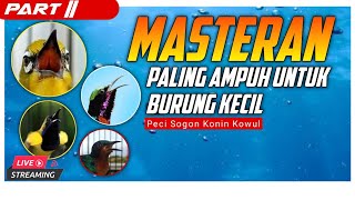 Download lagu 🔴LIVE Masteran Paling Ampuh Untuk Burung Kecil PLECI - SOGON - KONIN - KOWUL Part II #masteranampuh mp3