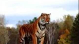 LYN COLLINS .. YOU CAN'T LOVE ME IF YOU DON'T RESPECT ME