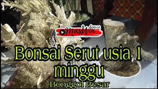 Download lagu Cara Bentuk dan Merawat Bahan Bonsai Serut Jumbu, Unik dan Menginspirasi Bonggol Bonsai Istimewa mp3 Download lagu Cara Bentuk dan Merawat Bahan Bonsai Serut Jumbu, Unik dan Menginspirasi Bonggol Bonsai Istimewa mp3