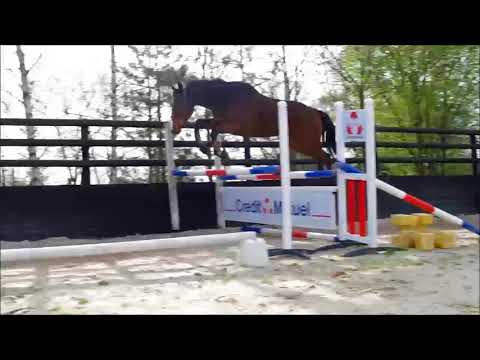 Bleu et Jaune - Hongre AQPS - N en 2011 -Env.1m66 - Par Crossharbour & Koukie (Lute Antique)