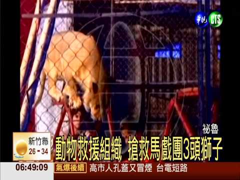 獅抓狂咬觀眾拖行 保育組織出手