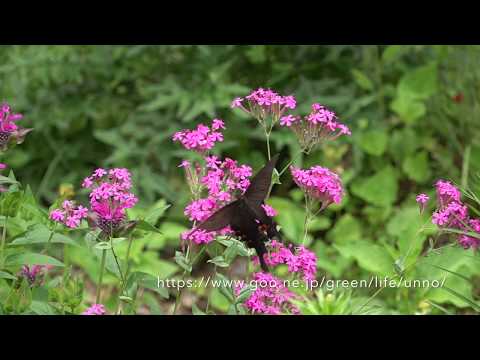 庭のクロアゲハとオナガアゲハ
