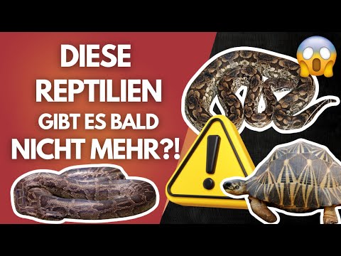 The most dangerous law for our terrarium hobby! ⚠️ Things are getting serious…