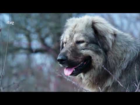 Vivir con lobos (Grandes documentales una serie de TVE)